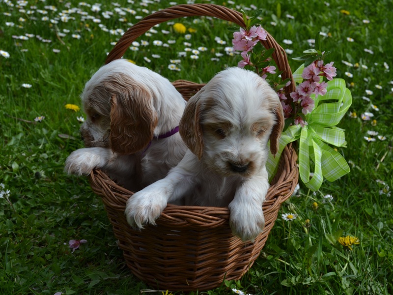 42 - Lana, Lassy.JPG